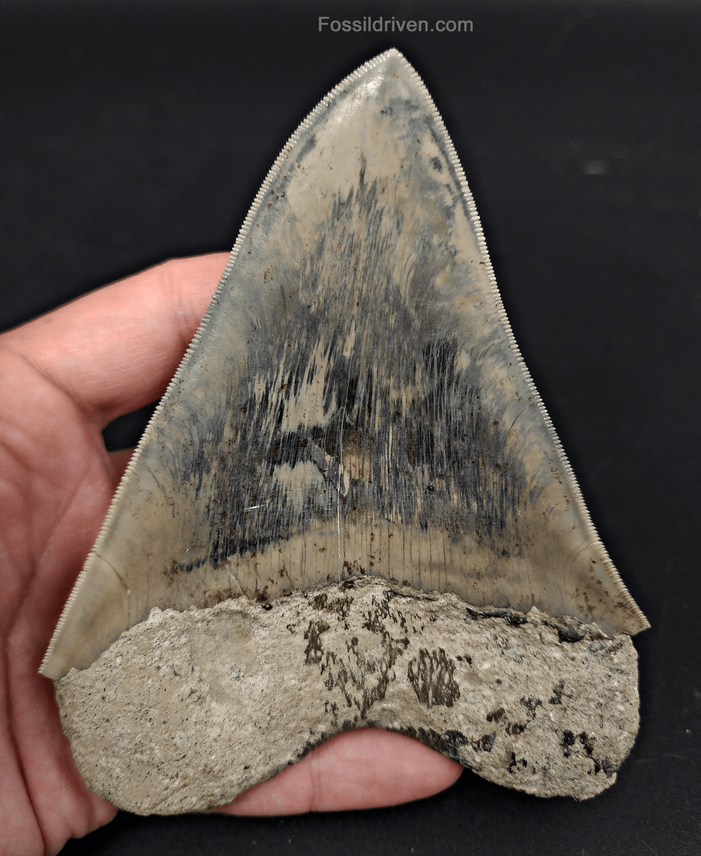 High Quality, 5.15" Fossil Megalodon Tooth - Indonesia - Fossil Driven