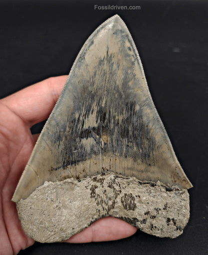 High-Quality, 5.15" Fossil Megalodon Tooth - Java, Indonesia - Fossil Driven