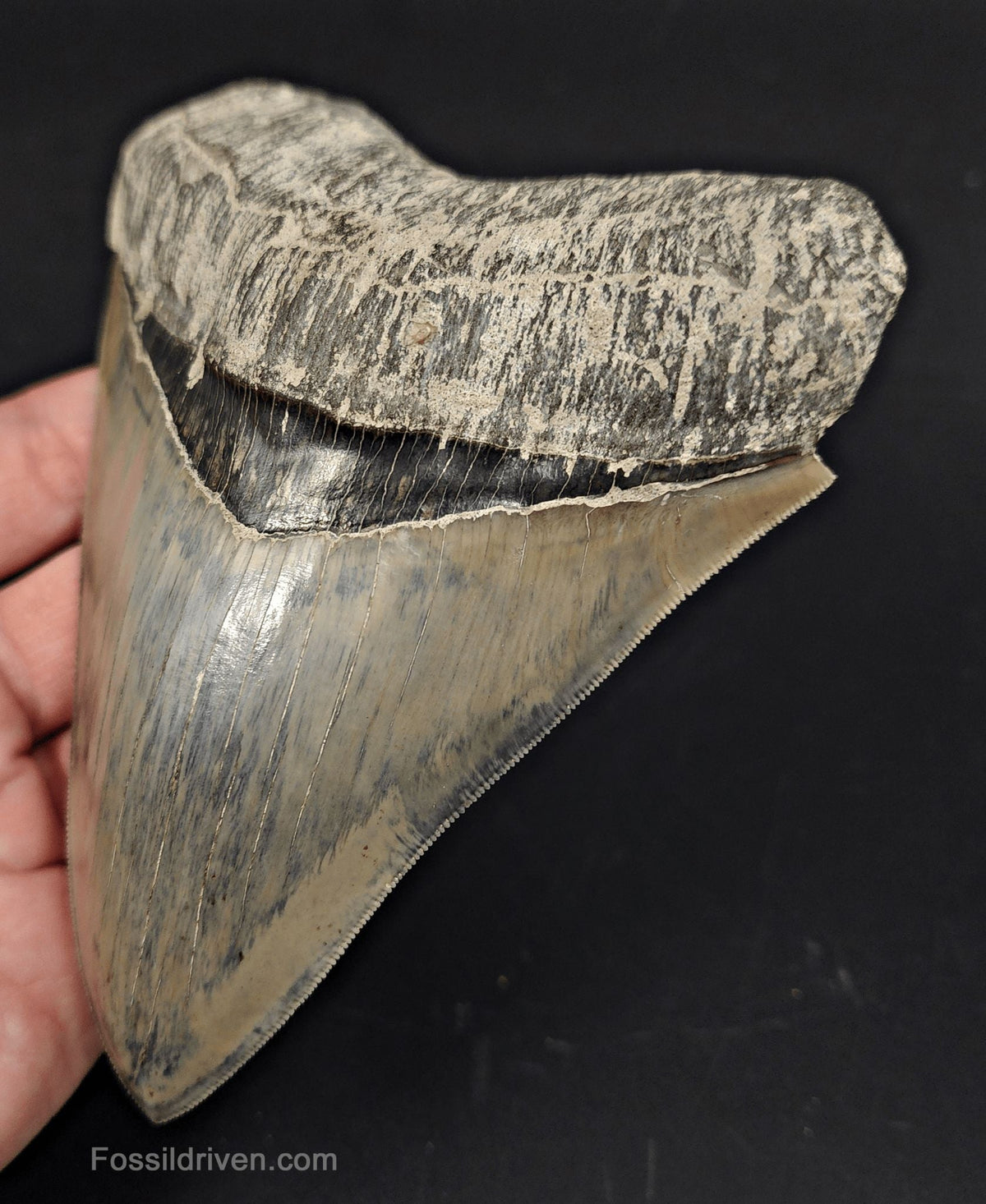 High-Quality, 5.15" Fossil Megalodon Tooth - Java, Indonesia - Fossil Driven