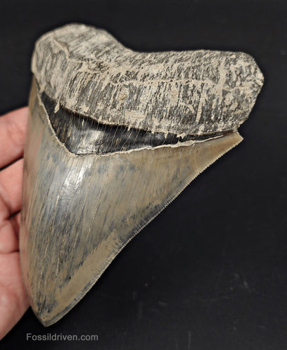 High-Quality, 5.15" Fossil Megalodon Tooth - Java, Indonesia - Fossil Driven