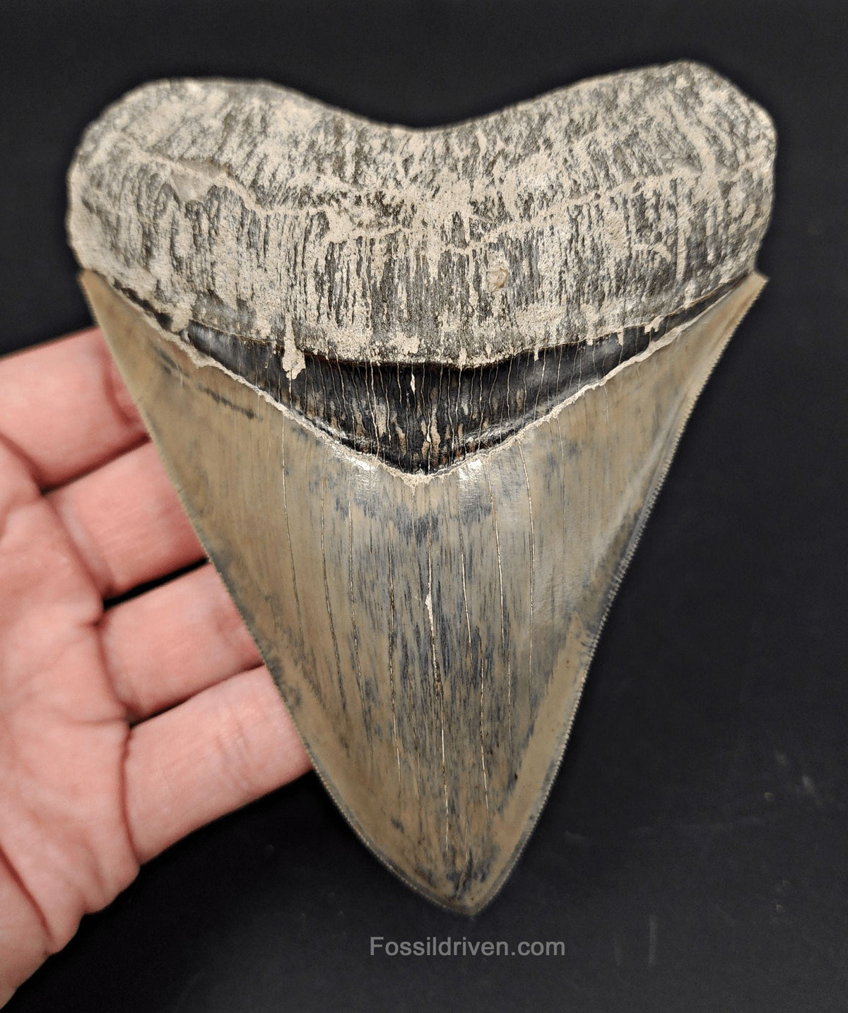 High-Quality, 5.15" Fossil Megalodon Tooth - Java, Indonesia - Fossil Driven