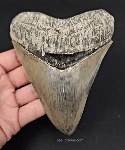 High-Quality, 5.15" Fossil Megalodon Tooth - Java, Indonesia - Fossil Driven
