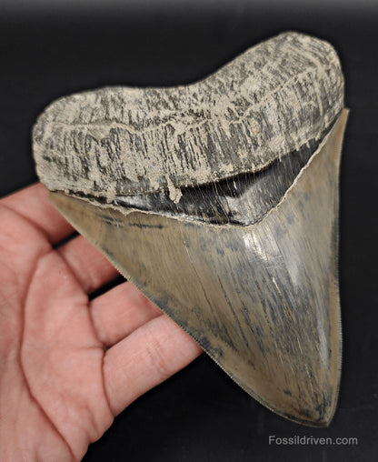 High-Quality, 5.15" Fossil Megalodon Tooth - Java, Indonesia - Fossil Driven