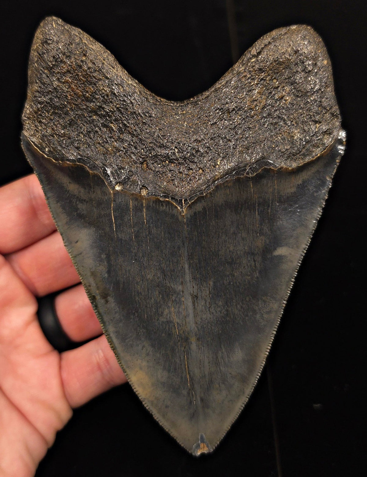 High-Quality, 5.28" Fossil Megalodon Tooth - Charleston, South Carolina - Fossil Driven