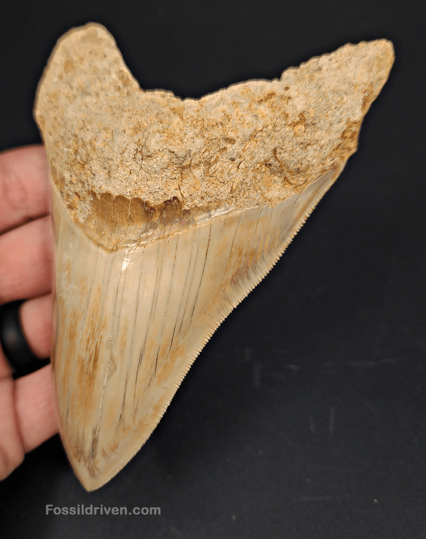 High Quality, 5.29" Fossil Megalodon Tooth - Indonesia - Fossil Driven