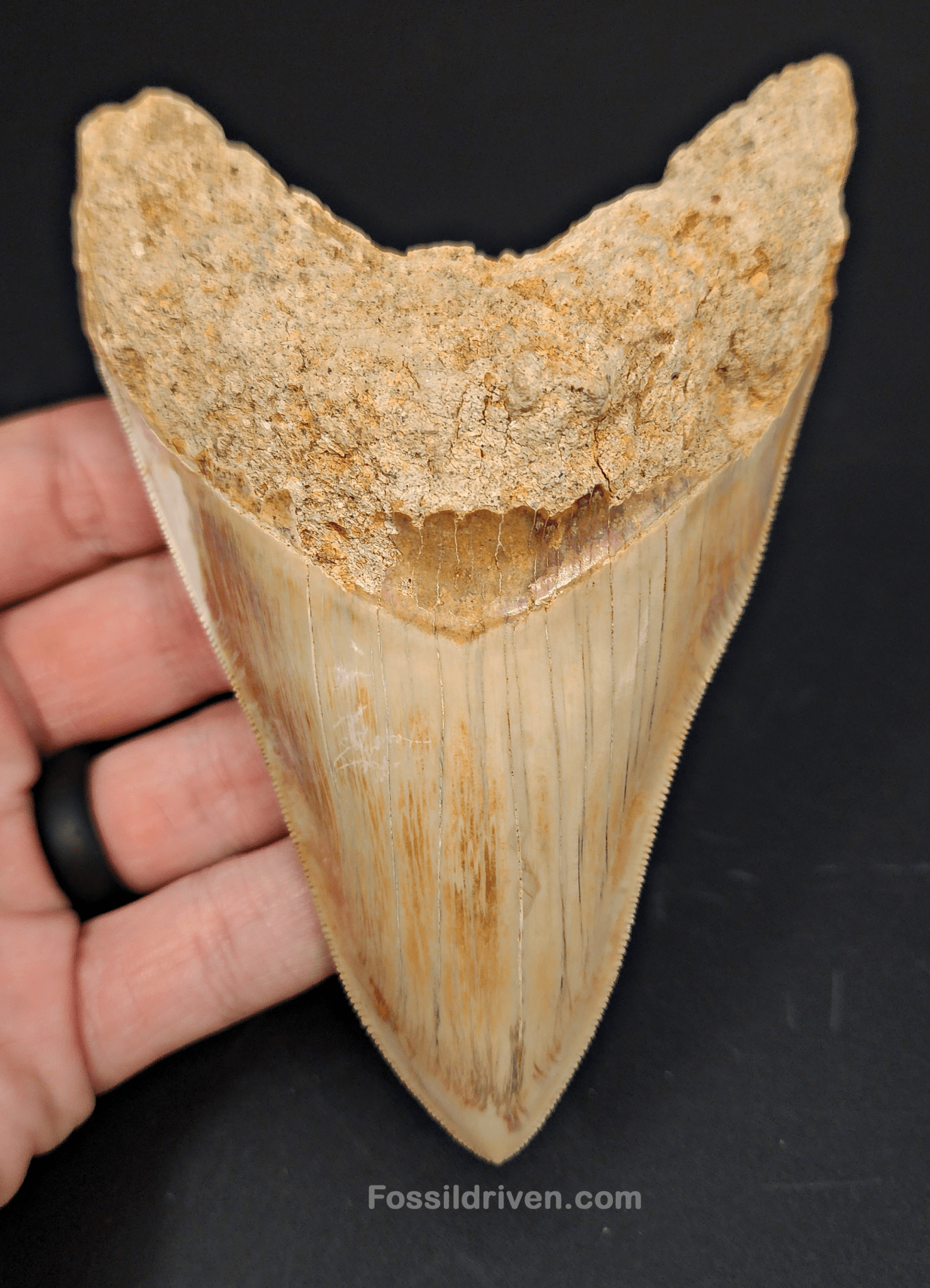 High Quality, 5.29" Fossil Megalodon Tooth - Indonesia - Fossil Driven