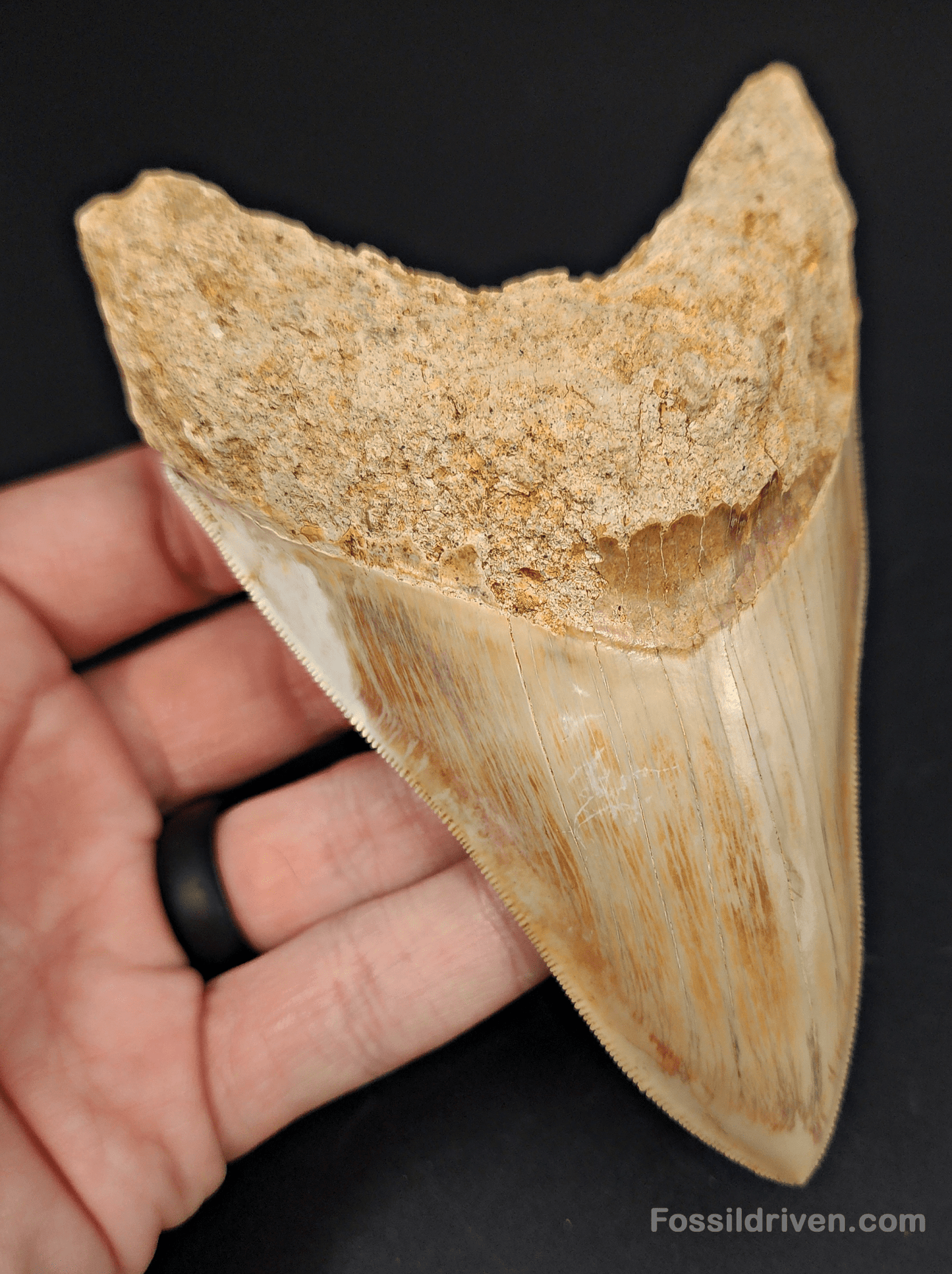 High Quality, 5.29" Fossil Megalodon Tooth - Indonesia - Fossil Driven
