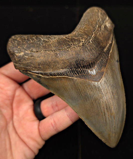 High-Quality, 5.30" Fossil Megalodon Tooth - St. Mary's River, Georgia - Fossil Driven