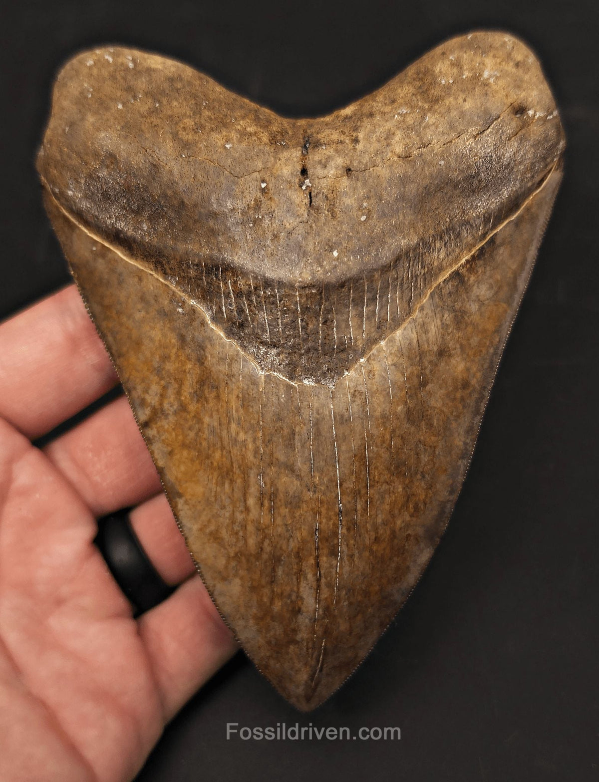 High-Quality, 5.30" Fossil Megalodon Tooth - St. Mary's River, Georgia - Fossil Driven