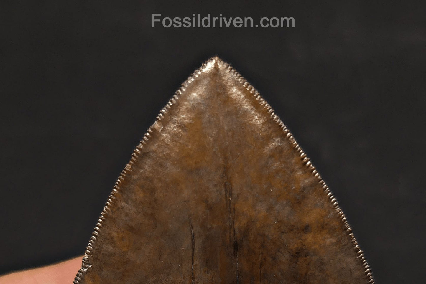 High-Quality, 5.30" Fossil Megalodon Tooth - St. Mary's River, Georgia - Fossil Driven