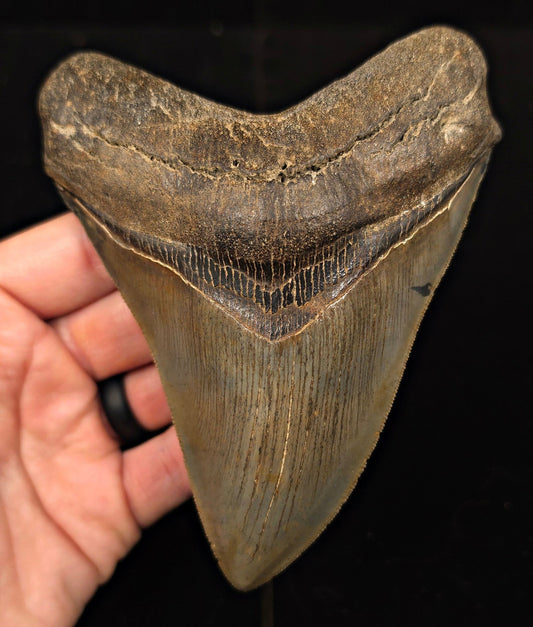 High-Quality, 5.30" Fossil Megalodon Tooth - St. Mary's River, Georgia - Fossil Driven