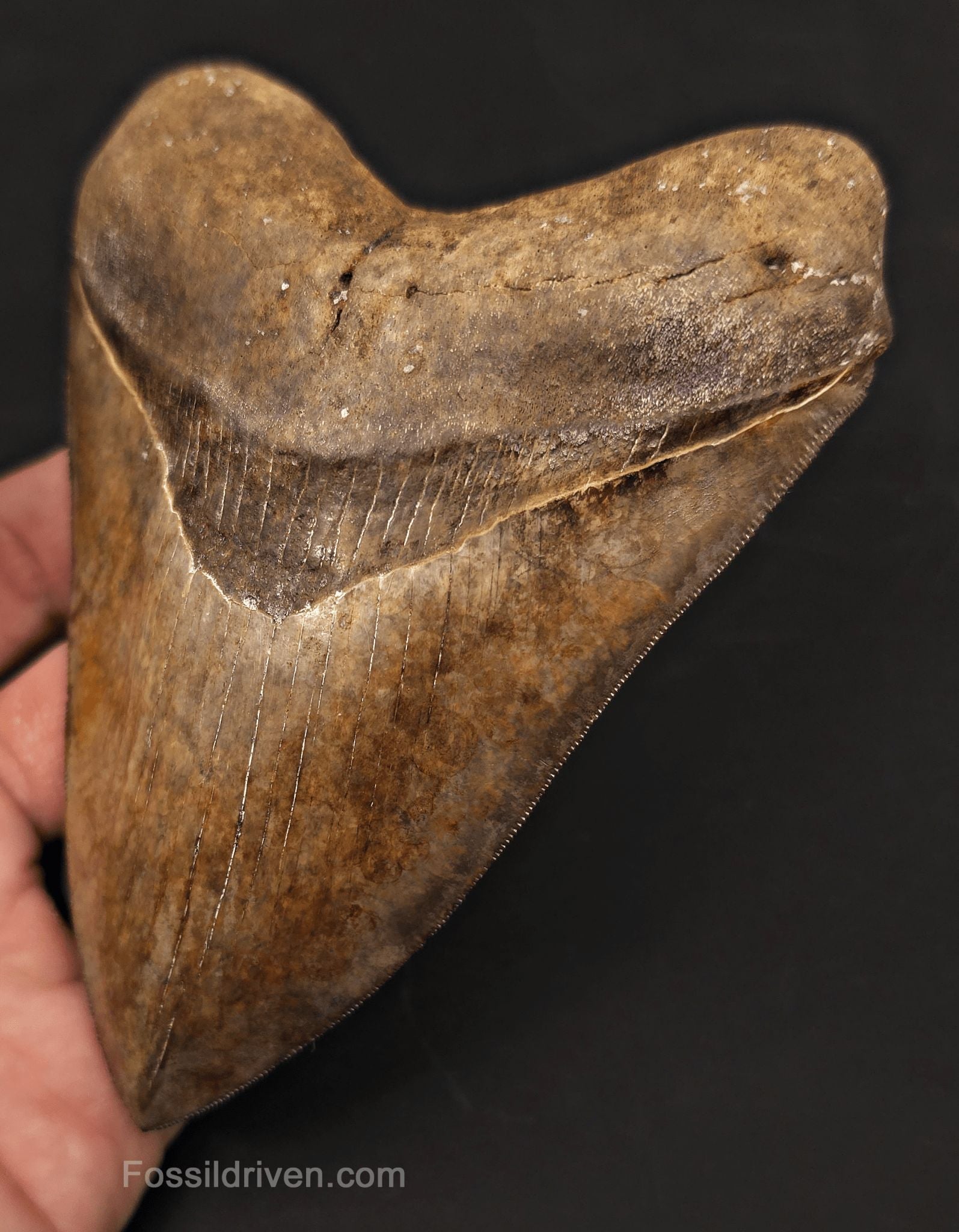High-Quality, 5.30" Fossil Megalodon Tooth - St. Mary's River, Georgia - Fossil Driven