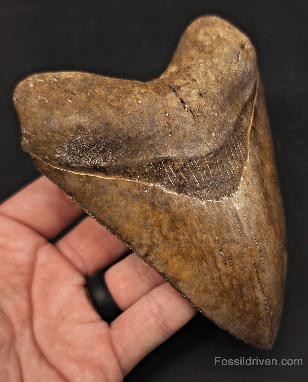 High-Quality, 5.30" Fossil Megalodon Tooth - St. Mary's River, Georgia - Fossil Driven