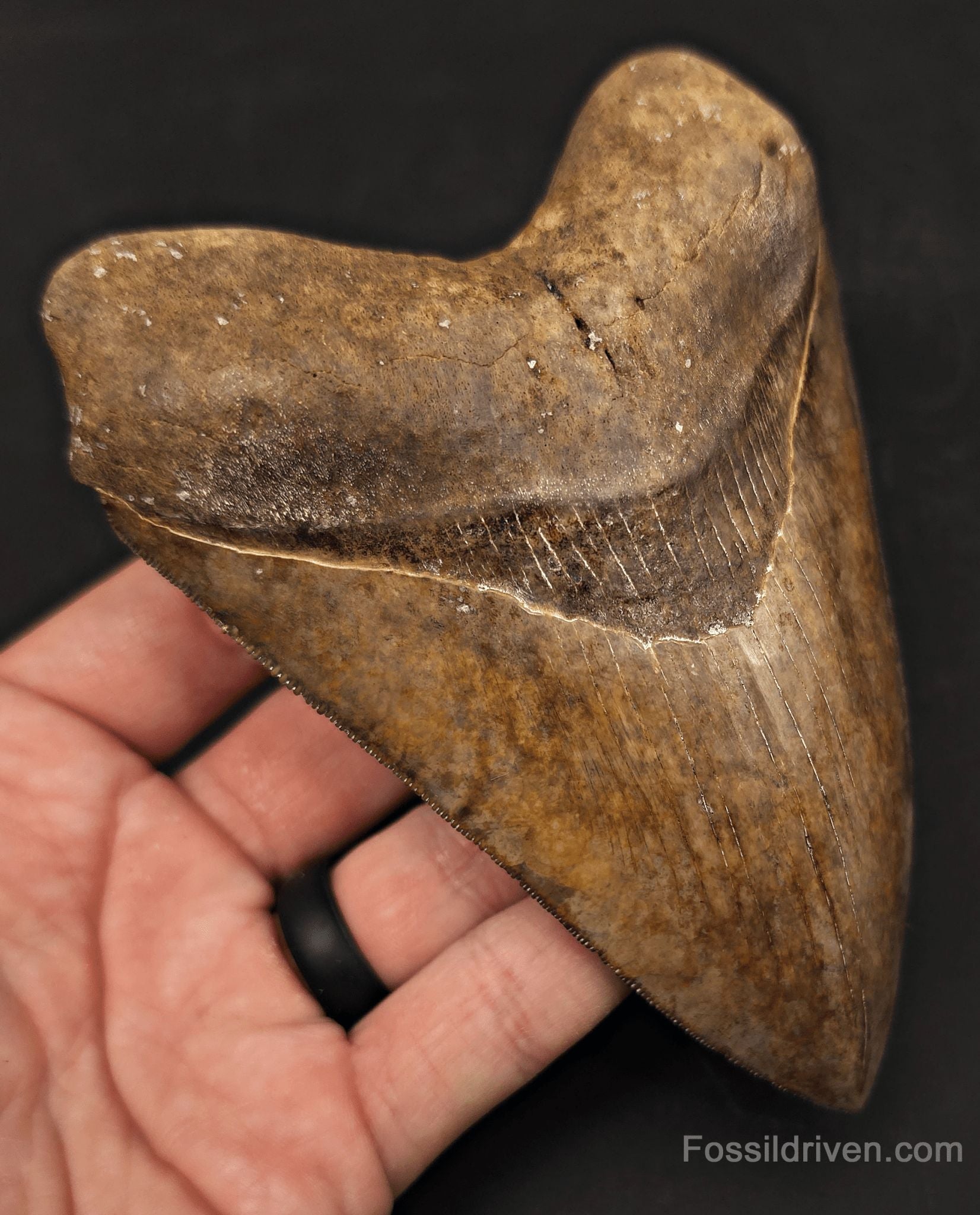 High-Quality, 5.30" Fossil Megalodon Tooth - St. Mary's River, Georgia - Fossil Driven