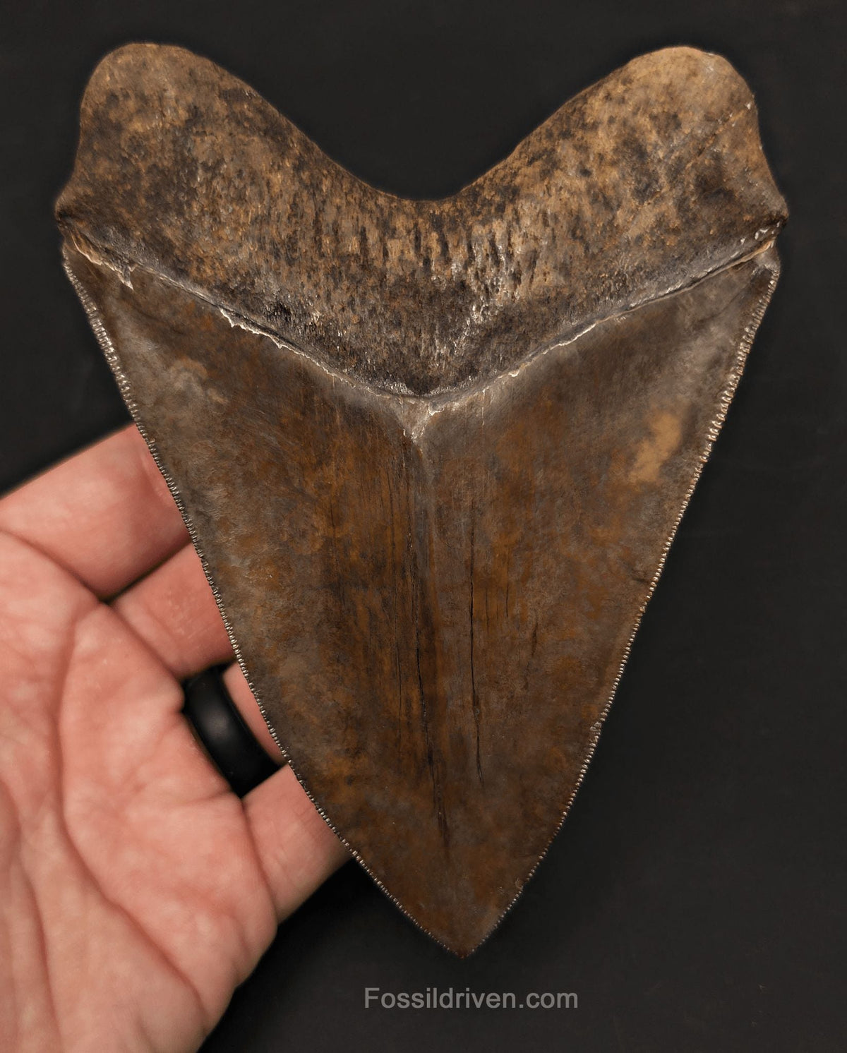 High-Quality, 5.30" Fossil Megalodon Tooth - St. Mary's River, Georgia - Fossil Driven