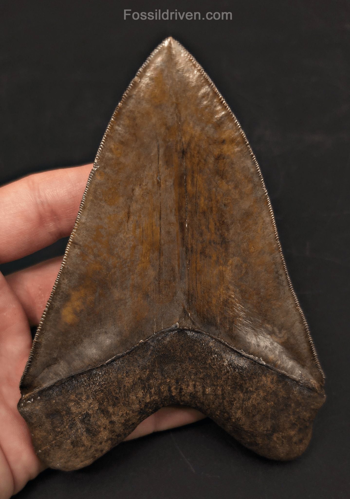 High-Quality, 5.30" Fossil Megalodon Tooth - St. Mary's River, Georgia - Fossil Driven