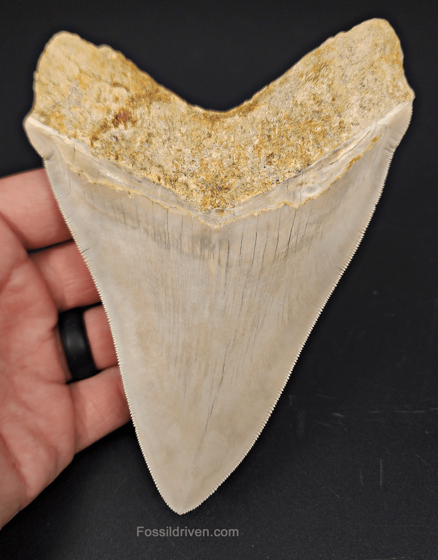 High Quality, 5.40" Fossil Megalodon Tooth - Indonesia - Fossil Driven
