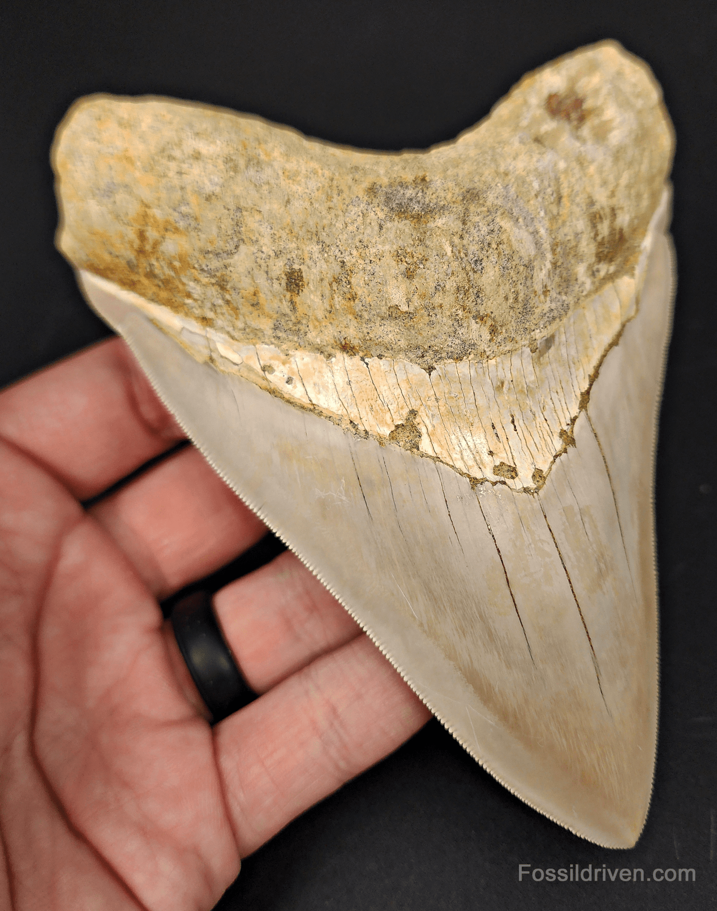 High Quality, 5.40" Fossil Megalodon Tooth - Indonesia - Fossil Driven