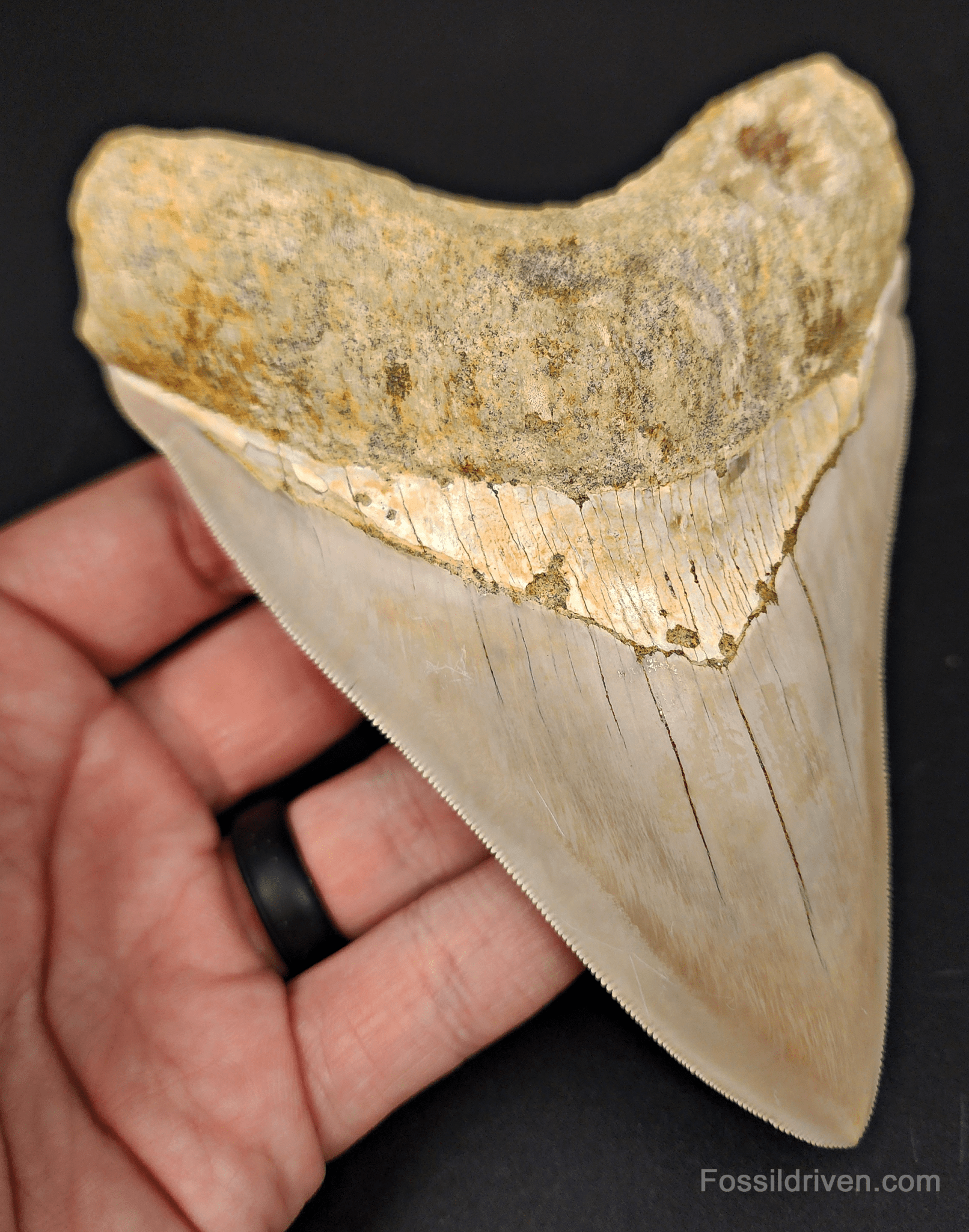 High Quality, 5.40" Fossil Megalodon Tooth - Indonesia - Fossil Driven