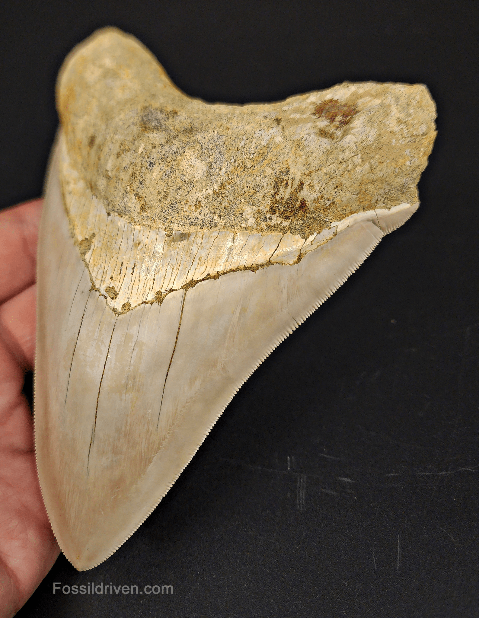 High Quality, 5.40" Fossil Megalodon Tooth - Indonesia - Fossil Driven