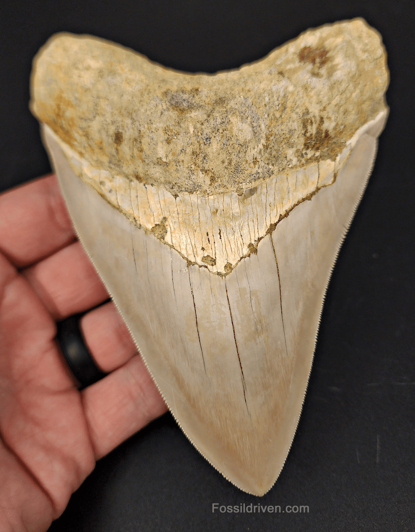 High Quality, 5.40" Fossil Megalodon Tooth - Indonesia - Fossil Driven