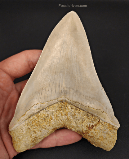 High Quality, 5.40" Fossil Megalodon Tooth - Indonesia - Fossil Driven