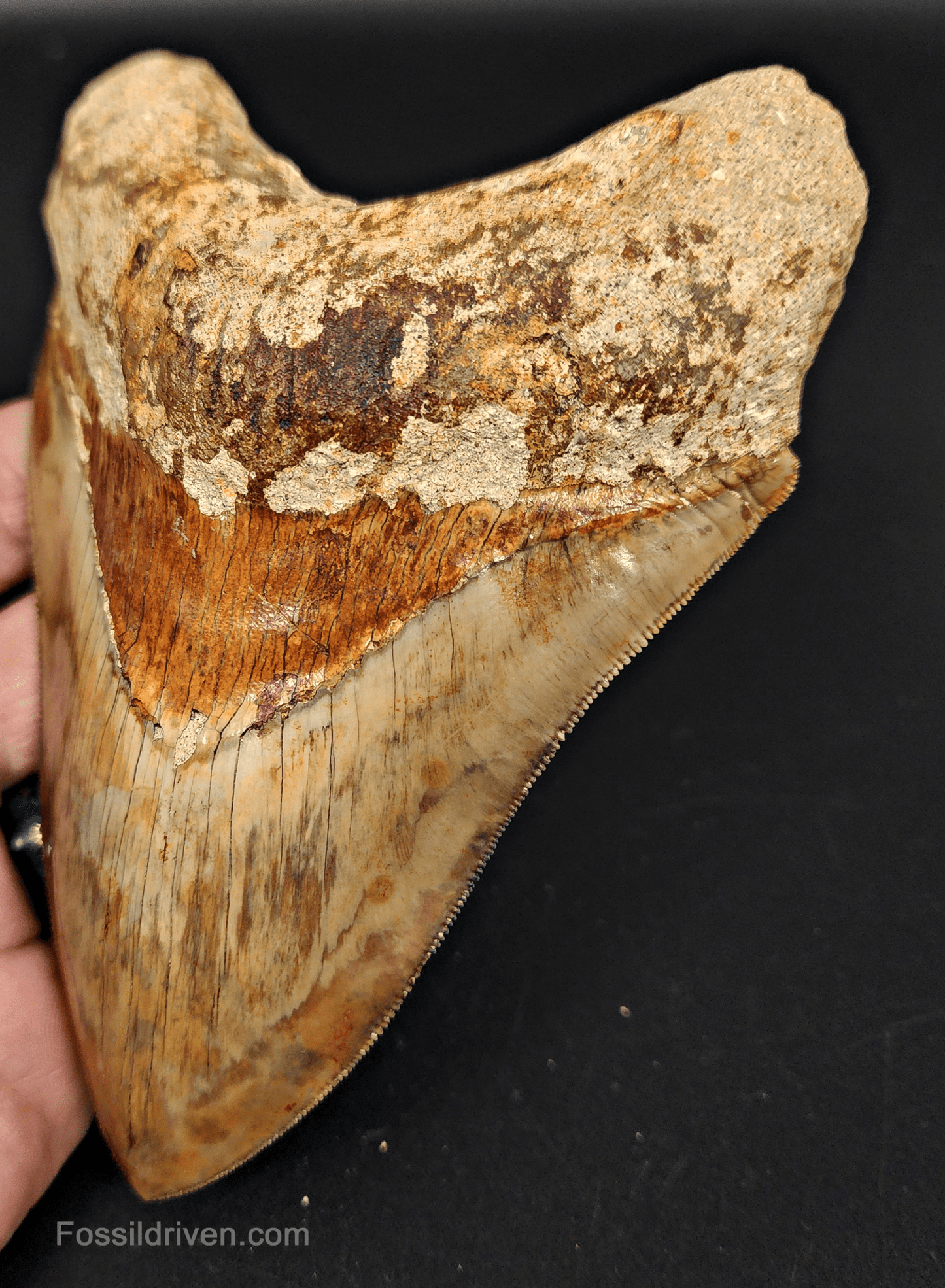 High Quality, 5.43" Fossil Megalodon Tooth - Indonesia - Fossil Driven