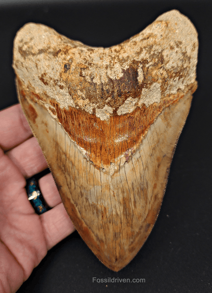 High Quality, 5.43" Fossil Megalodon Tooth - Indonesia - Fossil Driven