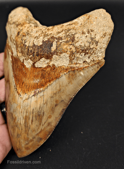 High Quality, 5.43" Fossil Megalodon Tooth - Indonesia - Fossil Driven