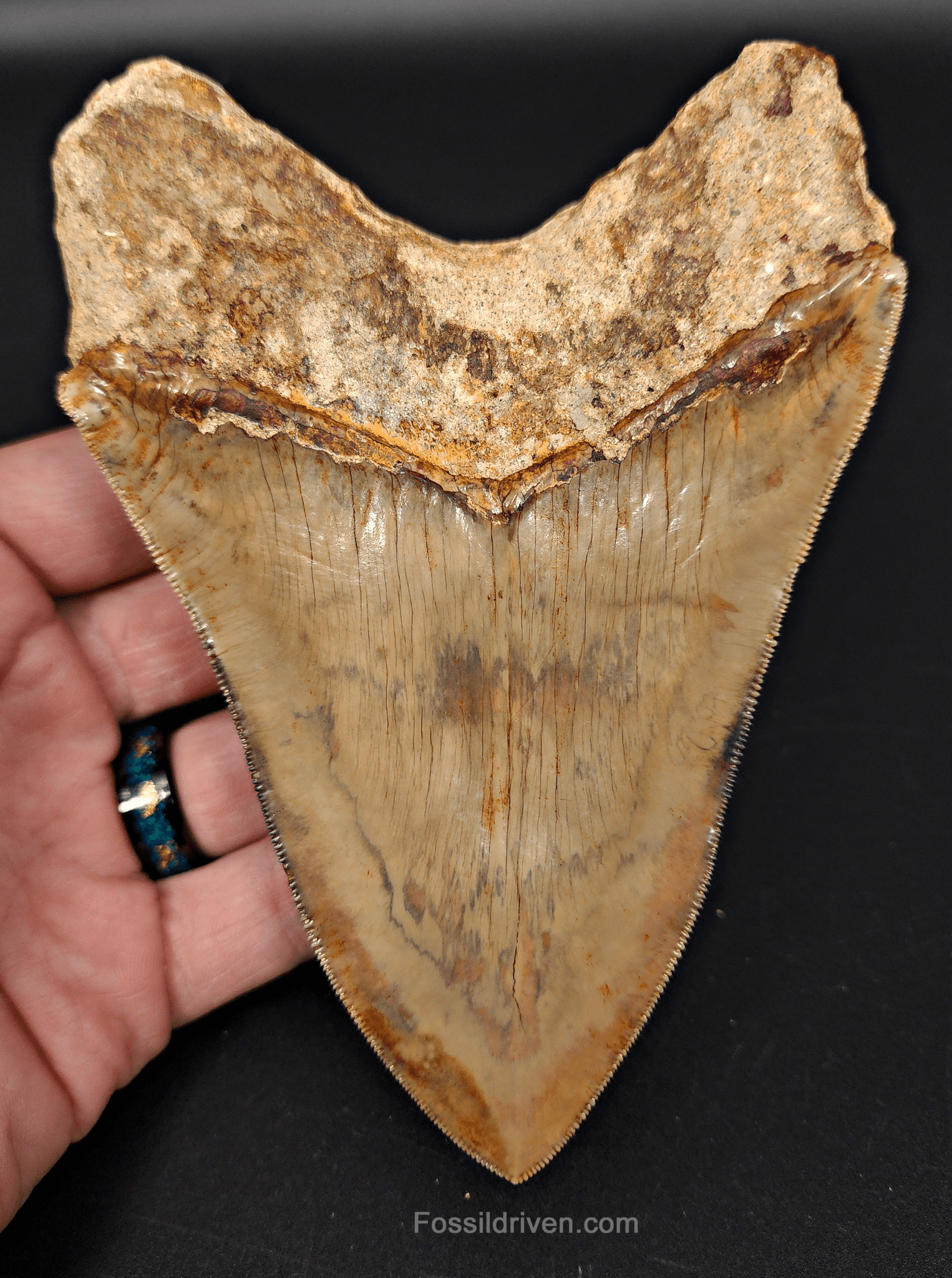 High Quality, 5.43" Fossil Megalodon Tooth - Indonesia - Fossil Driven