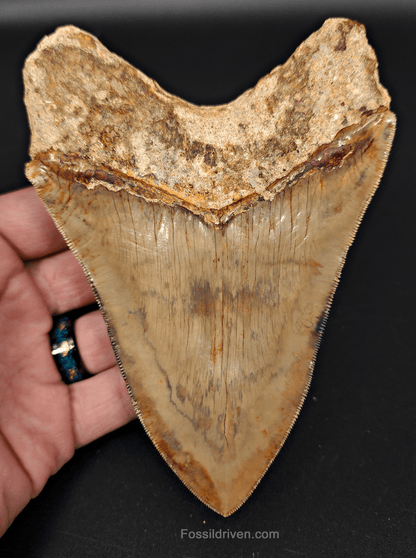 High Quality, 5.43" Fossil Megalodon Tooth - Indonesia - Fossil Driven
