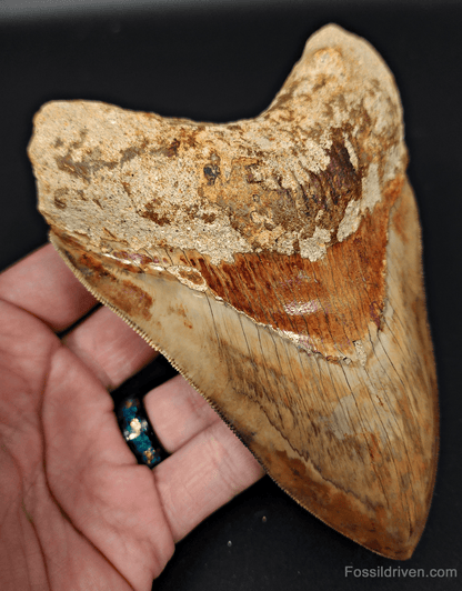 High Quality, 5.43" Fossil Megalodon Tooth - Indonesia - Fossil Driven