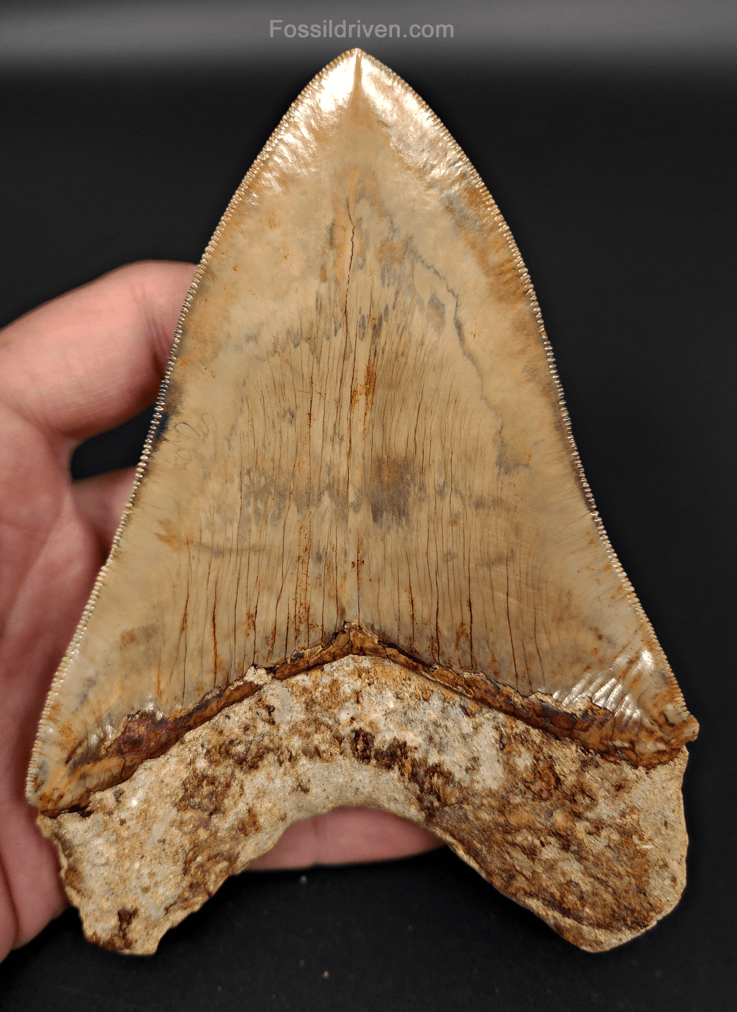 High Quality, 5.43" Fossil Megalodon Tooth - Indonesia - Fossil Driven