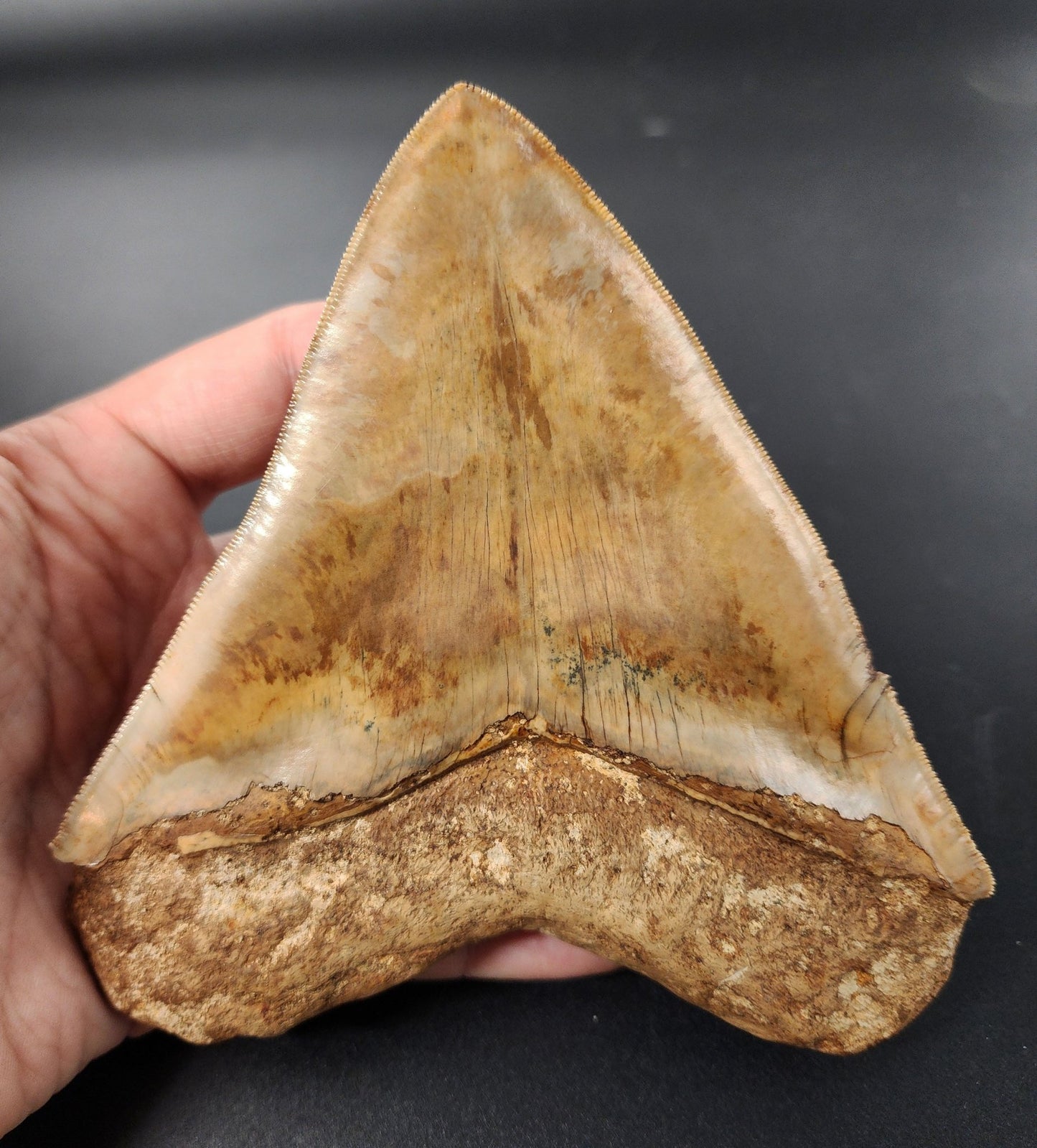 High Quality, 5.44" Fossil Megalodon Tooth - Indonesia - Fossil Driven