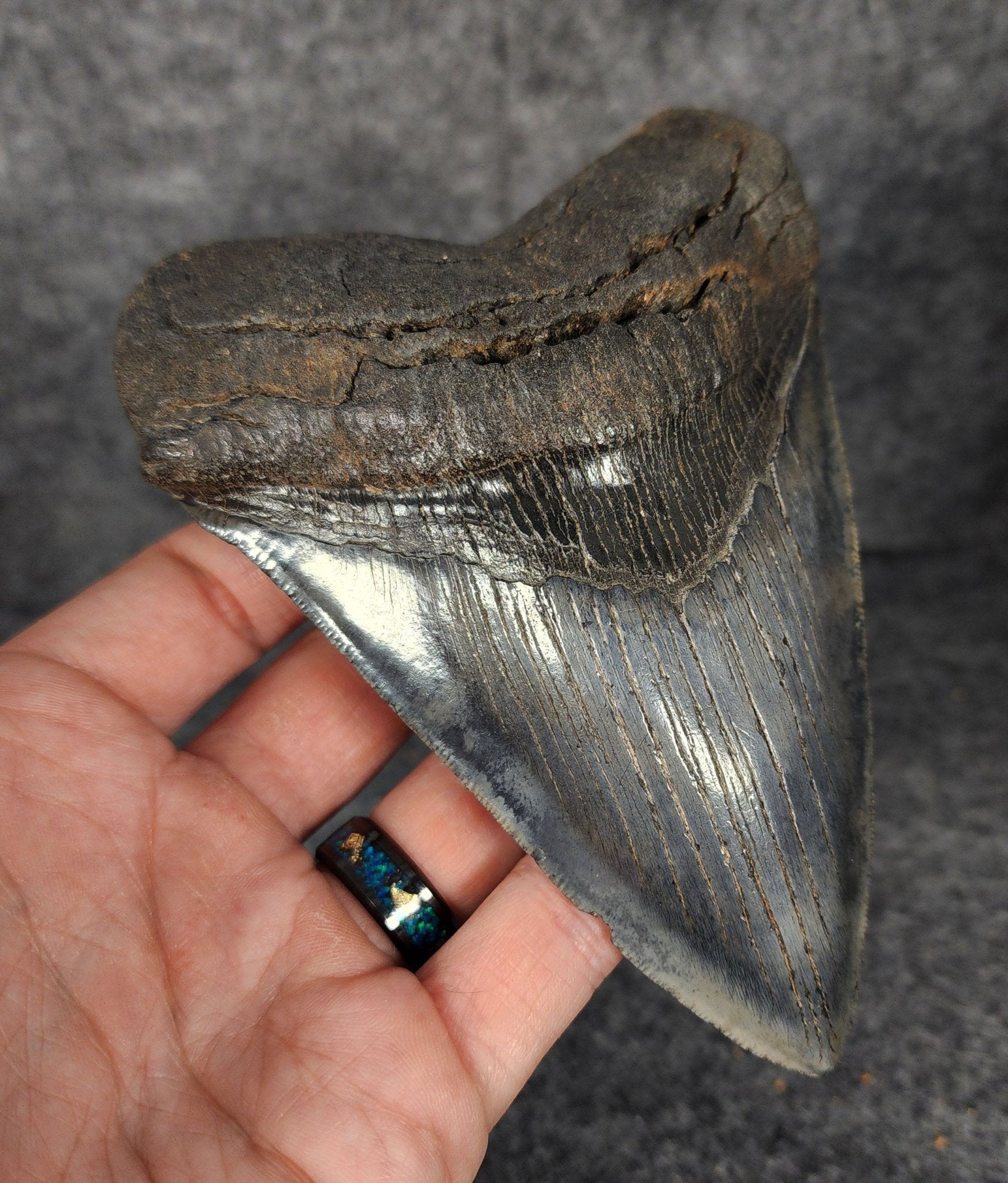 High Quality, 5.46" Fossil Megalodon Tooth - South Carolina - Fossil Driven