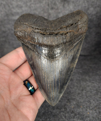 High Quality, 5.46" Fossil Megalodon Tooth - South Carolina - Fossil Driven