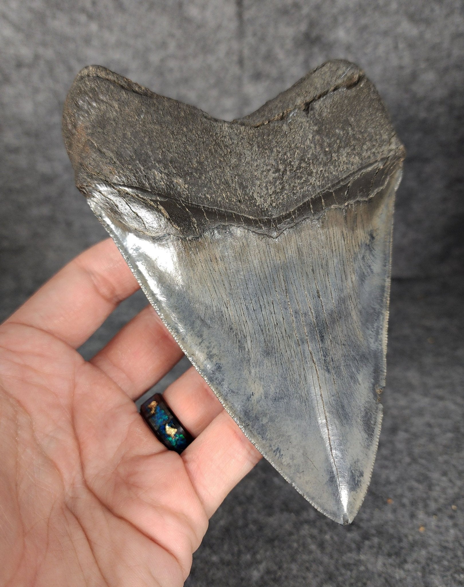 High Quality, 5.46" Fossil Megalodon Tooth - South Carolina - Fossil Driven