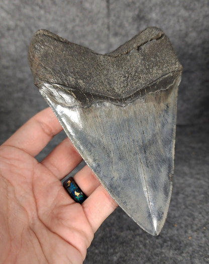 High Quality, 5.46" Fossil Megalodon Tooth - South Carolina - Fossil Driven