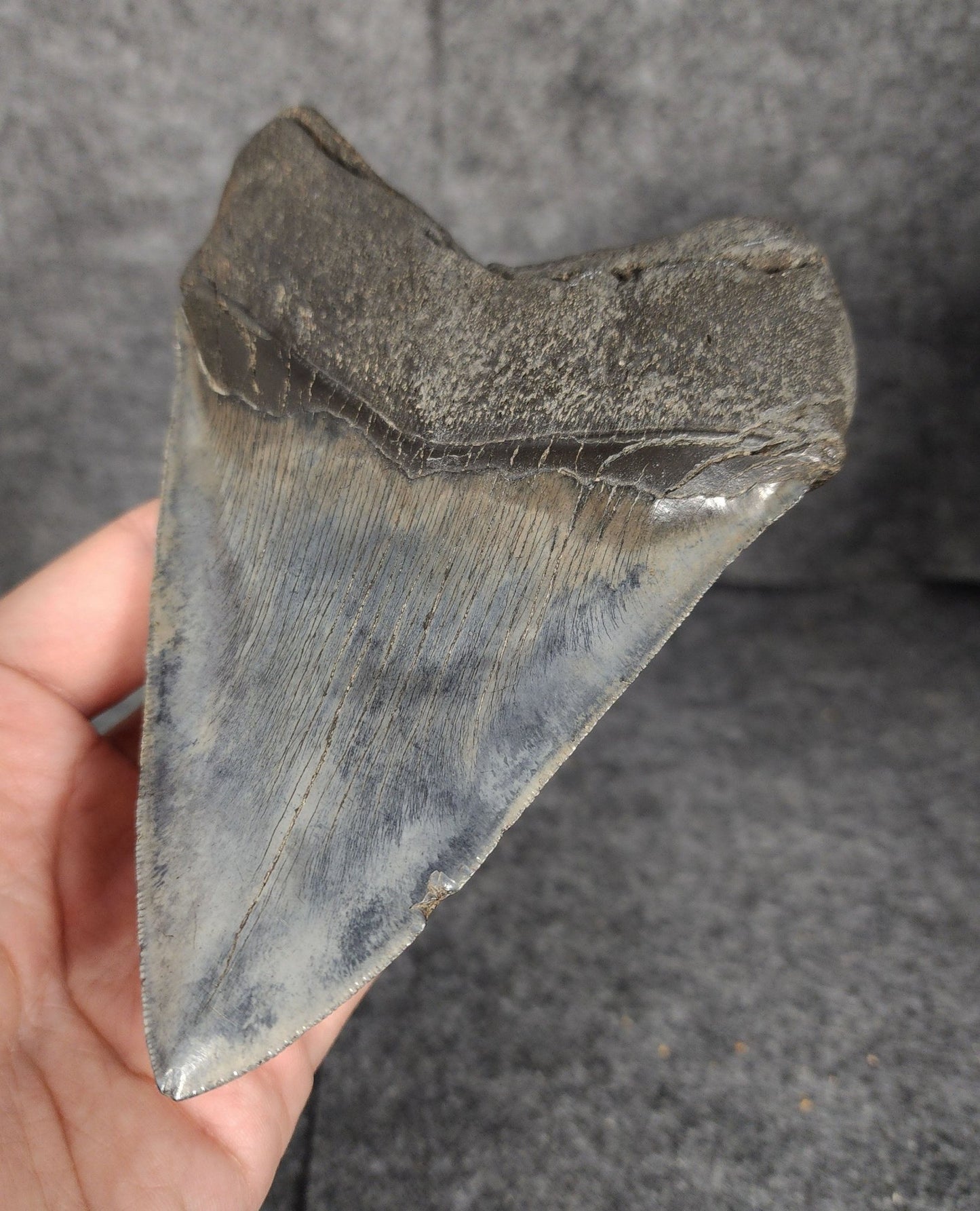 High Quality, 5.46" Fossil Megalodon Tooth - South Carolina - Fossil Driven