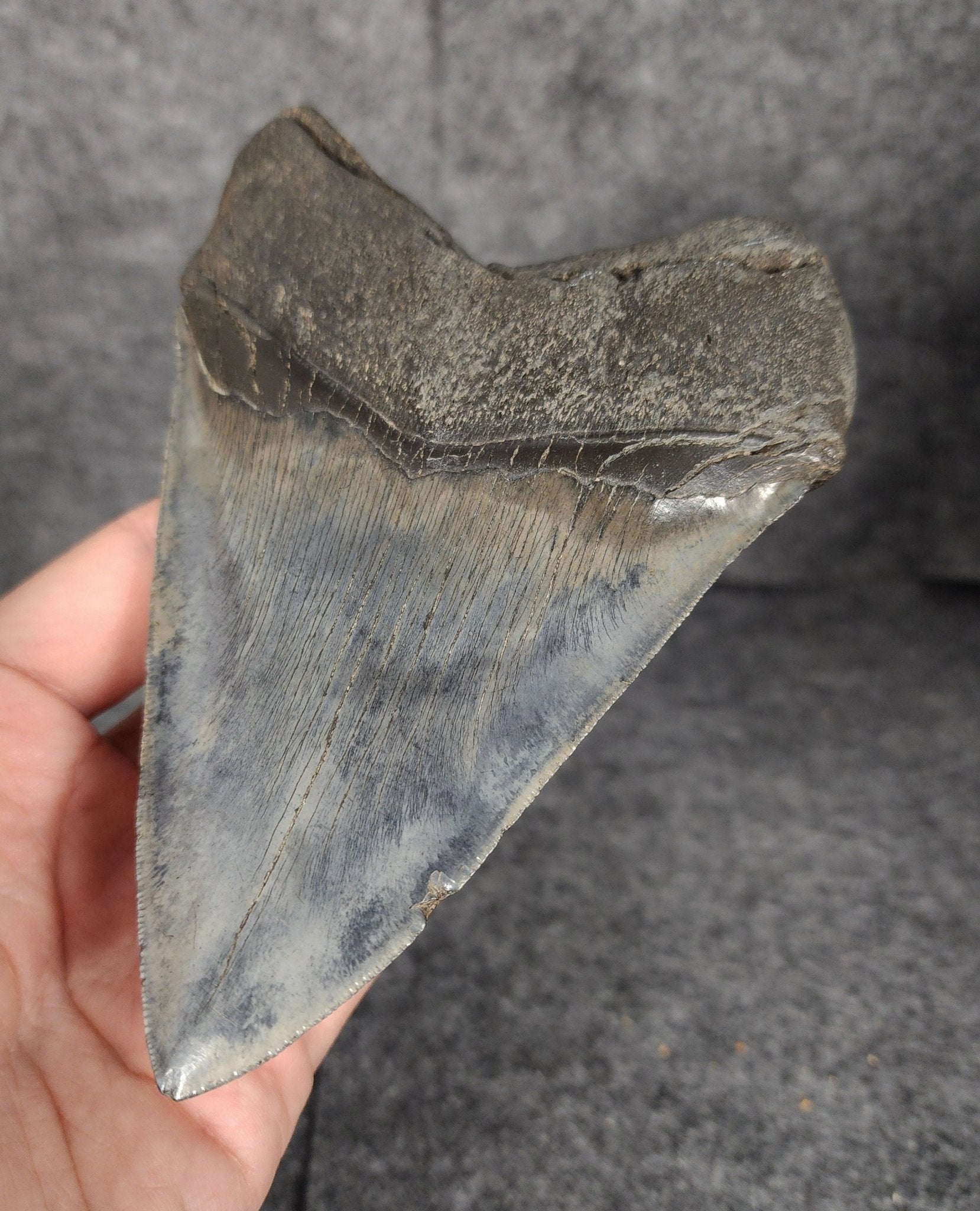 High Quality, 5.46" Fossil Megalodon Tooth - South Carolina - Fossil Driven