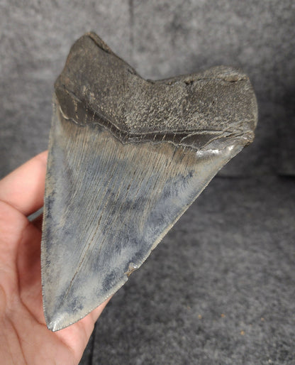 High Quality, 5.46" Fossil Megalodon Tooth - South Carolina - Fossil Driven