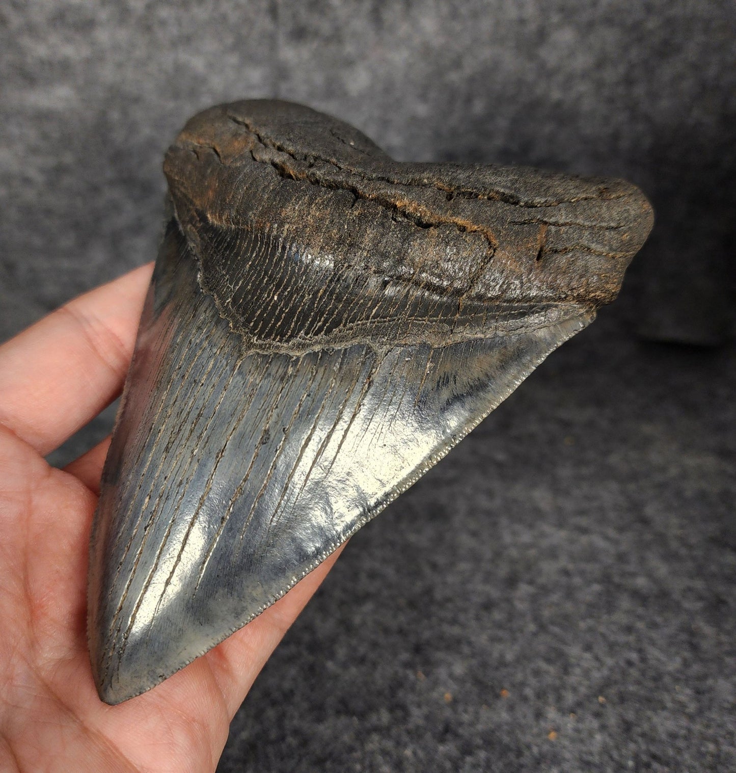 High Quality, 5.46" Fossil Megalodon Tooth - South Carolina - Fossil Driven