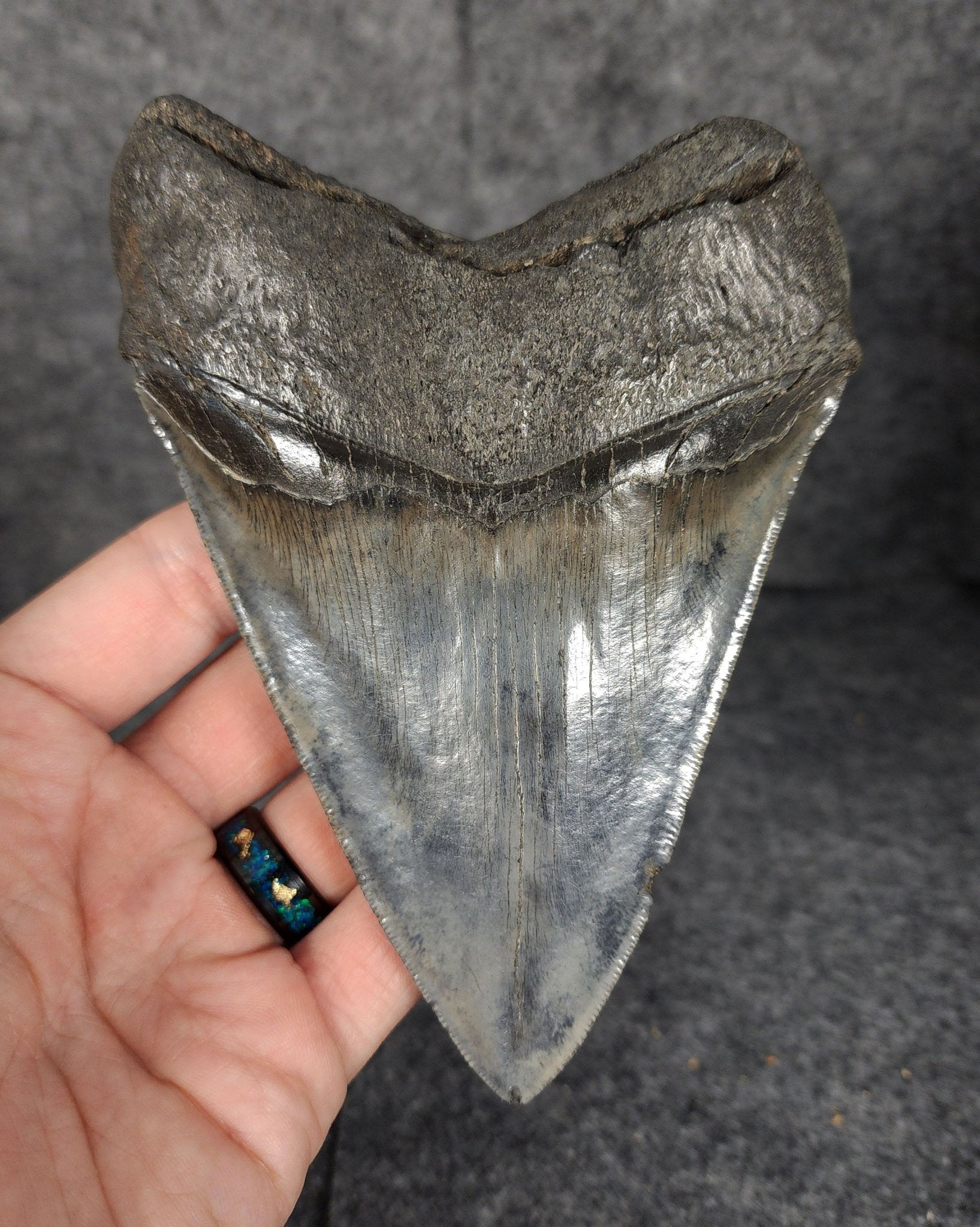 High Quality, 5.46" Fossil Megalodon Tooth - South Carolina - Fossil Driven