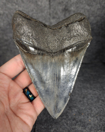 High Quality, 5.46" Fossil Megalodon Tooth - South Carolina - Fossil Driven