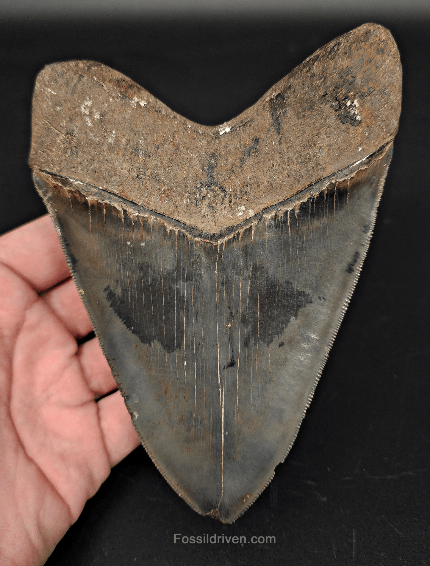 High - Quality 5.46" Megalodon Tooth - Georgia - Real Fossil Shark Tooth - Fossil Driven