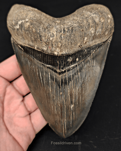 High - Quality 5.46" Megalodon Tooth - Georgia - Real Fossil Shark Tooth - Fossil Driven