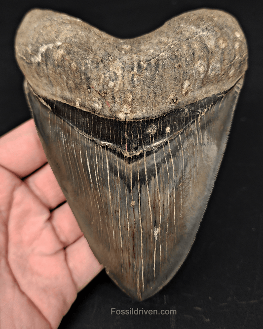 High - Quality 5.46" Megalodon Tooth - Georgia - Real Fossil Shark Tooth - Fossil Driven
