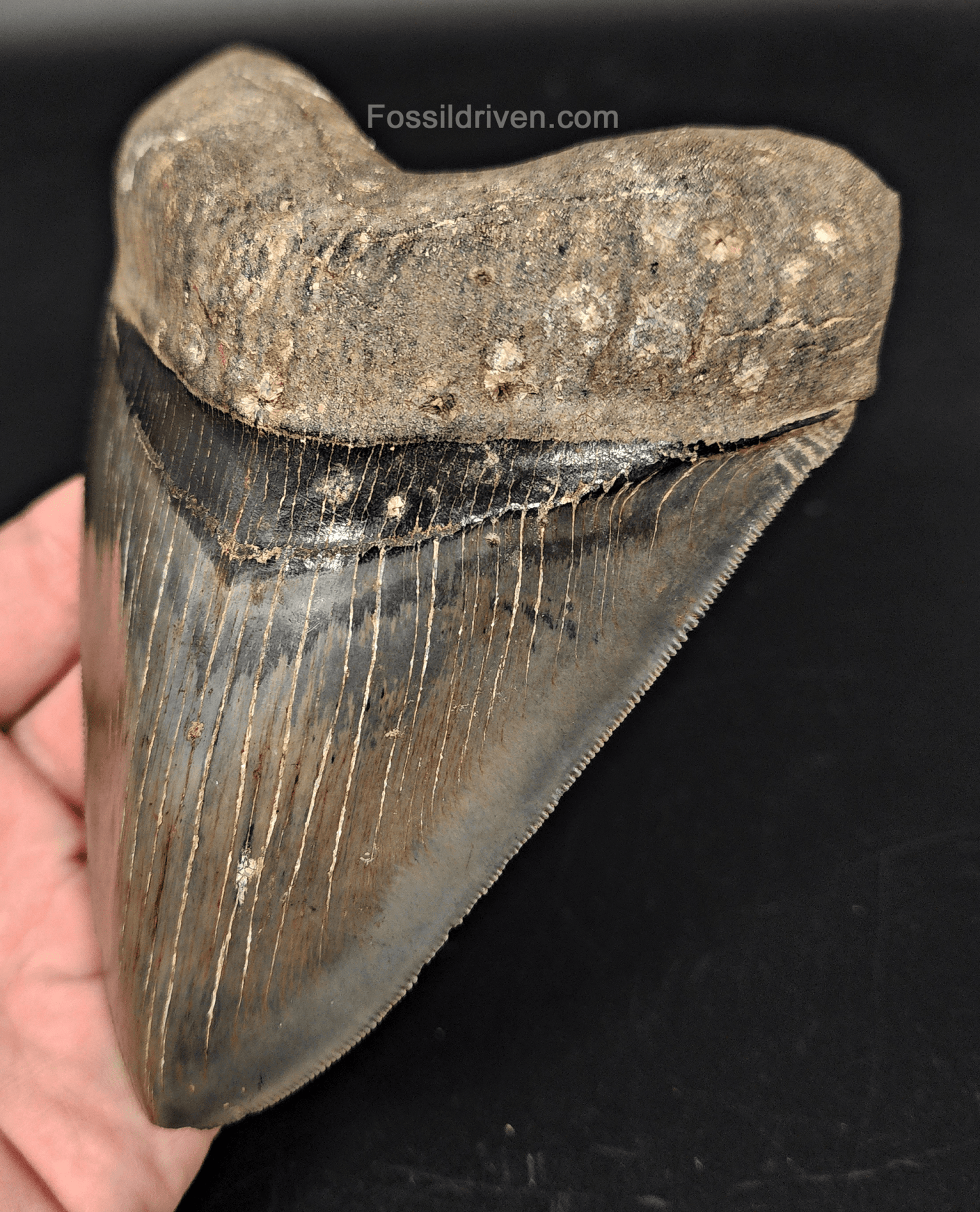 High - Quality 5.46" Megalodon Tooth - Georgia - Real Fossil Shark Tooth - Fossil Driven