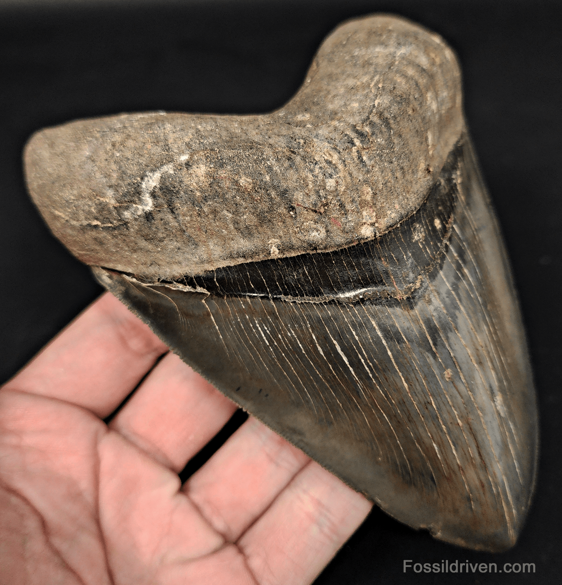 High - Quality 5.46" Megalodon Tooth - Georgia - Real Fossil Shark Tooth - Fossil Driven