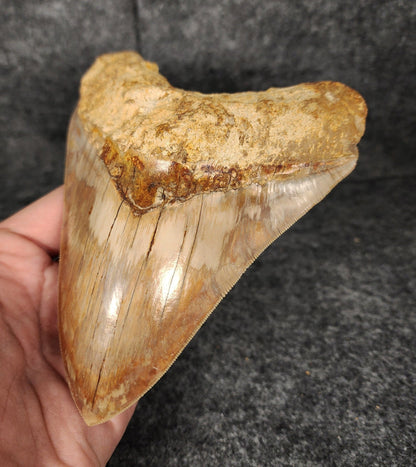 High Quality, 5.69" Fossil Megalodon Tooth - Indonesia - Fossil Driven